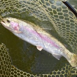 大安トラウトレイク 釣果